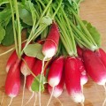 Французский завтрак семена редиса (Seedera)