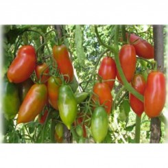 Французький грозовий насіння помідора індетермінантного (GL Seeds)
