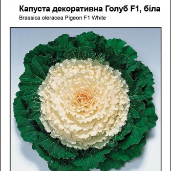 Голубь F1 белые семена капусты декоративной (Satimex)
