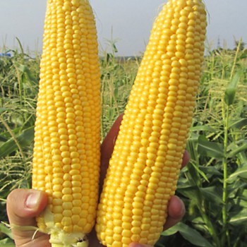 ГСС5649 F1 семена кукурузы суперсладкой Sh2 (Syngenta)