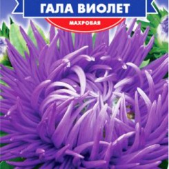 Гала Виолет семян астры гостиной (GL Seeds)