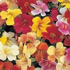 Гавайи Formula mix семян мимулюса (Kitano Seeds)