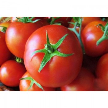 Геркулес семян помидора детерминантного (GL Seeds)