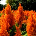 Глориус оранжевая (orange) семян целозии перистой (Hem Zaden)