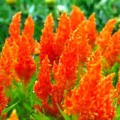 Глориус оранжевая (orange) семян целозии перистой (Hem Zaden)