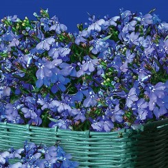 Голубой фонтан семян лобелии (GL Seeds)