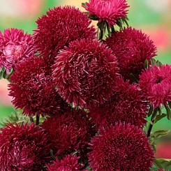 Гранат семян астры (GL Seeds)