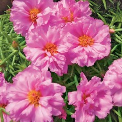 Грандифлора розовый (pink) семена портулака (Hem Zaden)