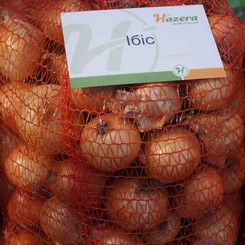 Ібіс F1 насіння цибулі ріпчастої озимої (Hazera)