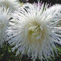 Астра игольчатая белая (White) на срез семян (Moravoseed)