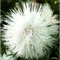 Астра игольчатая белая (White) на срез семян (Moravoseed)
