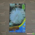 Астра игольчатая белая (White) на срез семян (Moravoseed)