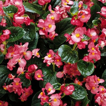 Инферно F1 Rose на Green Foliage семена бегонии вечноцветущей (Sakata)