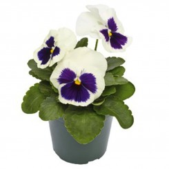 Инспайер Плюс F1 фиолетово-белые семена виолы (Benary)