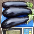 Ирис F1 (Iris F1) семена баклажана (Cora Seeds)