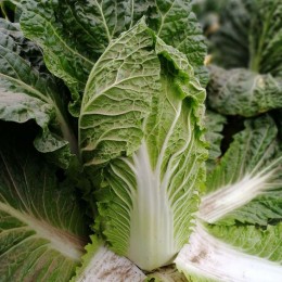 JS 4042 F1 (калибр.) семена капусты пекинской (Joeun Seeds)