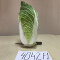 JS 4042 F1 (калибр.) семена капусты пекинской (Joeun Seeds)
