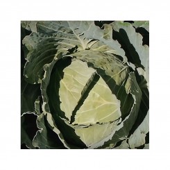Каббис F1 семена капусты белокочанной (Hazera)