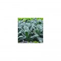 Кале семена капусты листовой (Hortus)