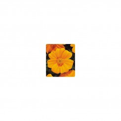 Карнавал Yellow (желтые) семян бархатцев французских (Kitano Seeds)