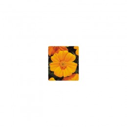 Карнавал Yellow (жовті) насіння чорнобривців французьких (Kitano Seeds)
