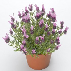 Кастилиано розовая (pink) семена лаванды (Syngenta)