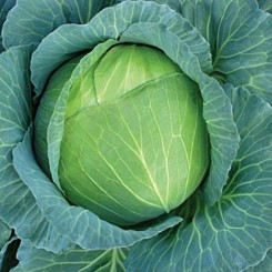 Катюша F1 насіння капусти білокачанної (GL Seeds)