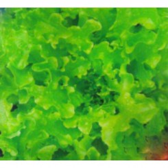 Кришталевий насіння салату-латук (GL Seeds)