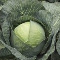 Киластресс F1 семена капусты б/н поздней 120-125 дн. 4-5 кг окр. (Syngenta)