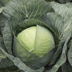 Кіластресс F1 насіння капусти б/г пізньої 120-125 дн. 4-5 кг окр. (Syngenta)
