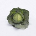 Киластресс F1 семена капусты б/н поздней 120-125 дн. 4-5 кг окр. (Syngenta)