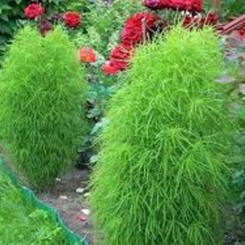 Кохия кипарисовидных семян (Moravoseed)