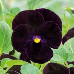 Корина F1 бархатно-черные семена виолы 15-20см (Hem Genetics)