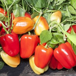 КС 3115 F1 насіння перцю солодкого (Kitano Seeds)