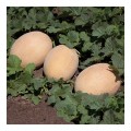 Трибека F1 (KS 6147 F1) семена дыни (Kitano Seeds)