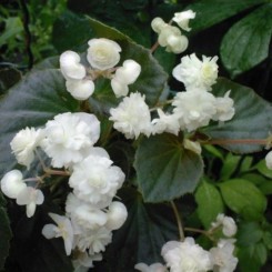 Квин F1 белый (white) семена бегонии махровой (Sakata)