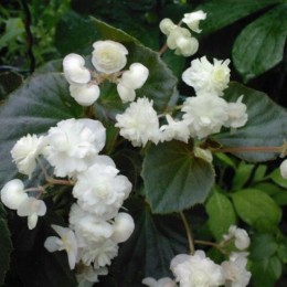 Квін F1 біла (white) насіння бегонії махрової (Sakata)
