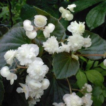 Квін F1 біла (white) насіння бегонії махрової (Sakata)