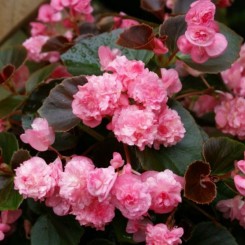 Квин F1 розовая (pink) семена бегонии махровой (Sakata)