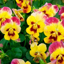 Лайета Фаер семена виолы (Floragran)