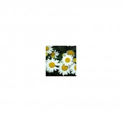 Лазер White (белые) семян ромашки (Kitano Seeds)