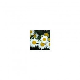 Лазер White (белые) семян ромашки (Kitano Seeds)