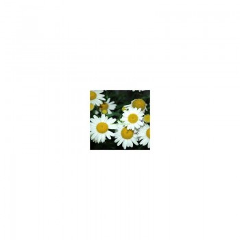 Лазер White (белые) семян ромашки (Kitano Seeds)