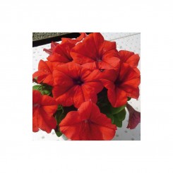 Лимбо F1 красная (red) семена петунии грандифлора (Hem Genetics)