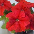 Лимбо F1 красная (red) семена петунии грандифлора (Hem Genetics)