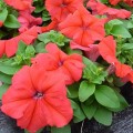 Лимбо F1 красная (red) семена петунии грандифлора (Hem Genetics)