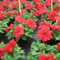 Лимбо F1 красная (red) семена петунии грандифлора (Hem Genetics)