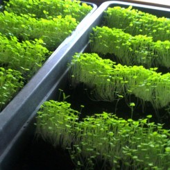 Лофант анісовий насіння мікрозелене (Agrocity)