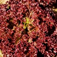 Лока Organic семена салата тип Лолло Росса дражированное (Enza Zaden/Vitalis)