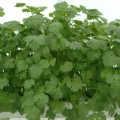 Лонг стендинг семян кориандра (кинзы) (Semo)